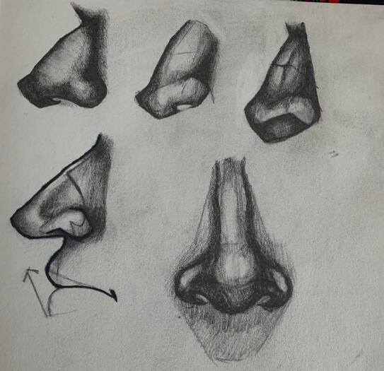 nose study pencil nose study pencil