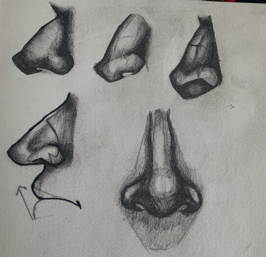 nose study pencil