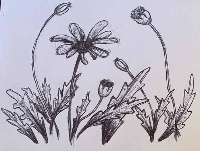 Nature Study - Ballpoint Pen