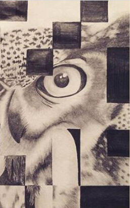 Owl Owl